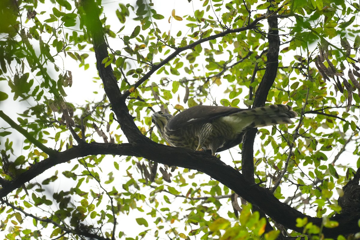 Crested Goshawk - ML643118355