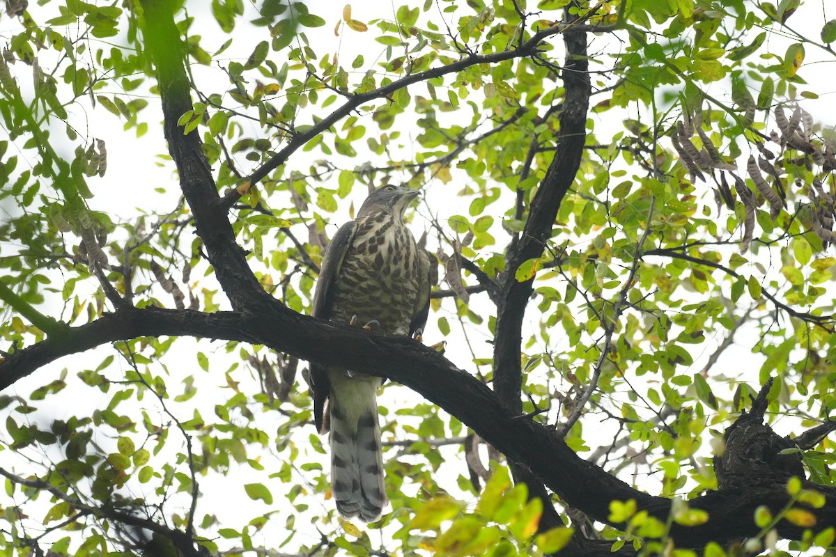 Crested Goshawk - ML643118356