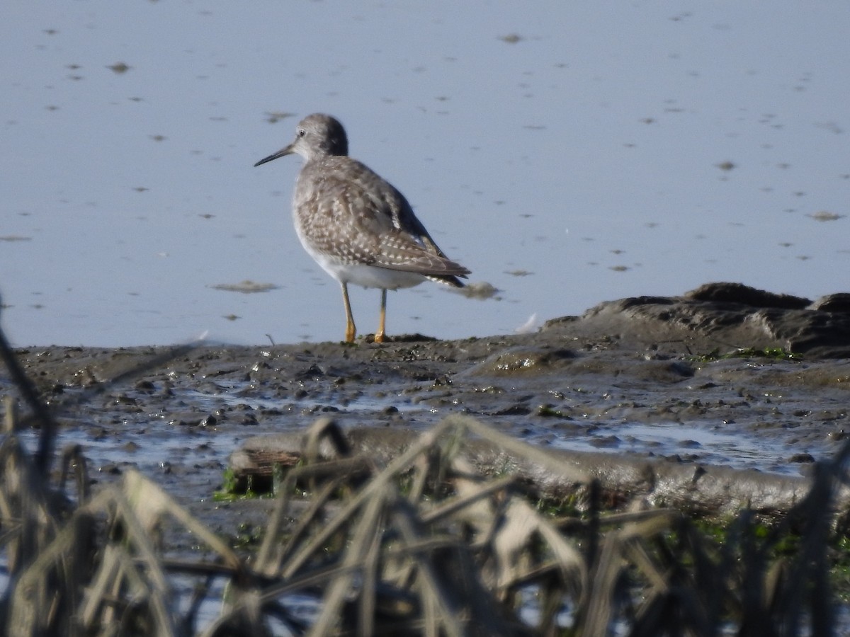 Lesser Yellowlegs - ML643118362