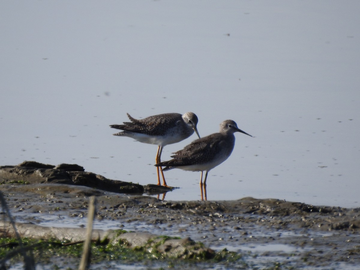 Lesser Yellowlegs - ML643118367