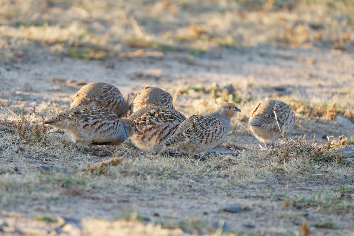 Daurian Partridge - ML643118369