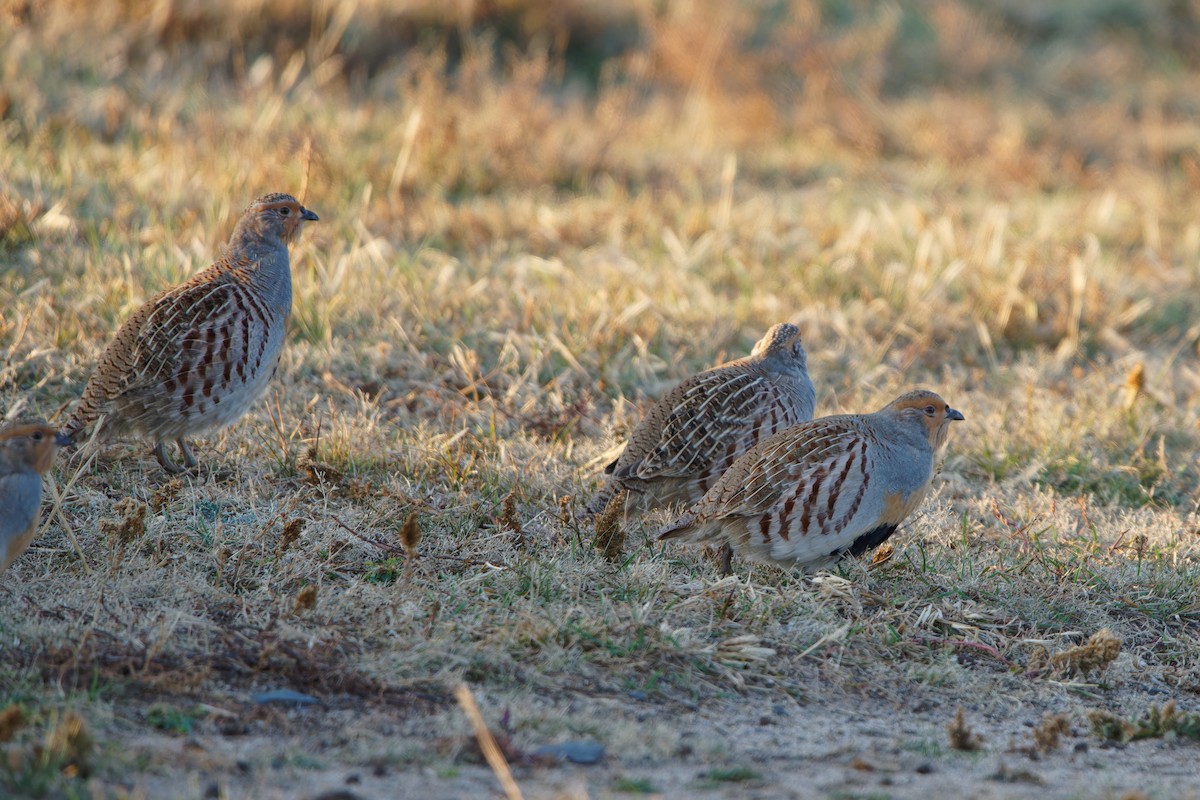 Daurian Partridge - ML643118370