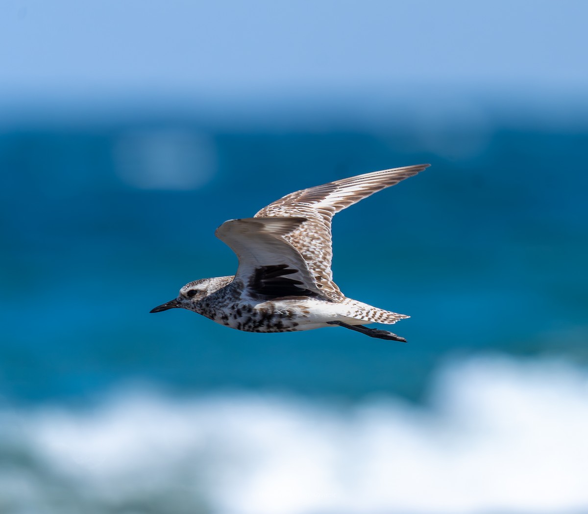 Black-bellied Plover - ML643118373