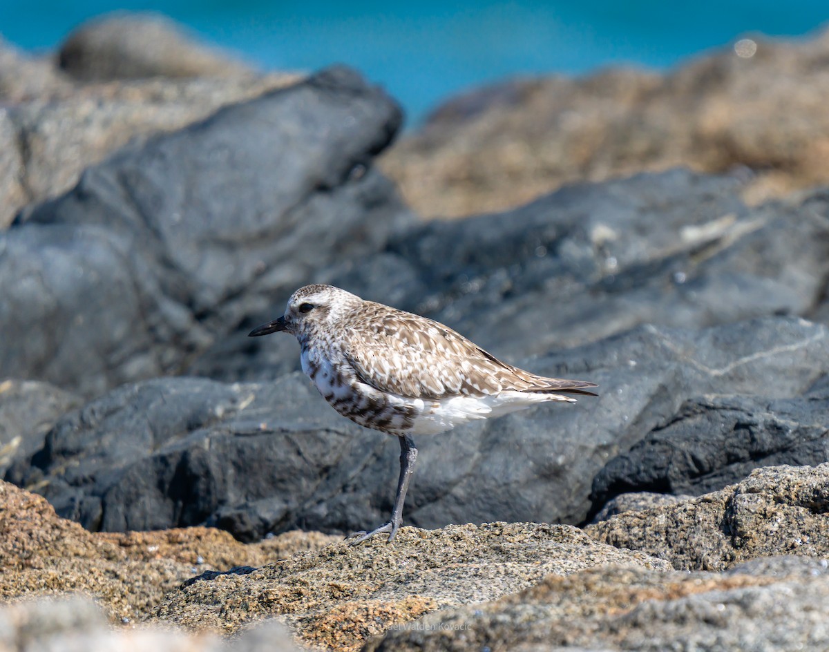 Black-bellied Plover - ML643118374