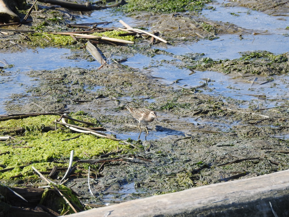 Pectoral Sandpiper - ML643118386