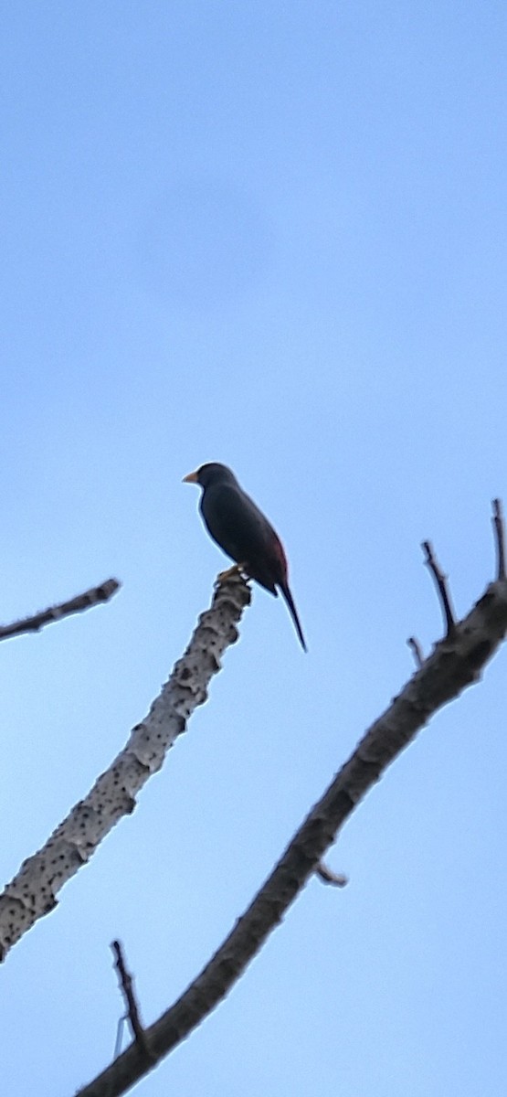 Finch-billed Myna - ML643118388
