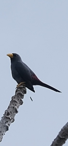 Finch-billed Myna - ML643118389