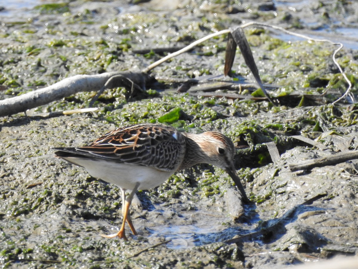 Pectoral Sandpiper - ML643118398