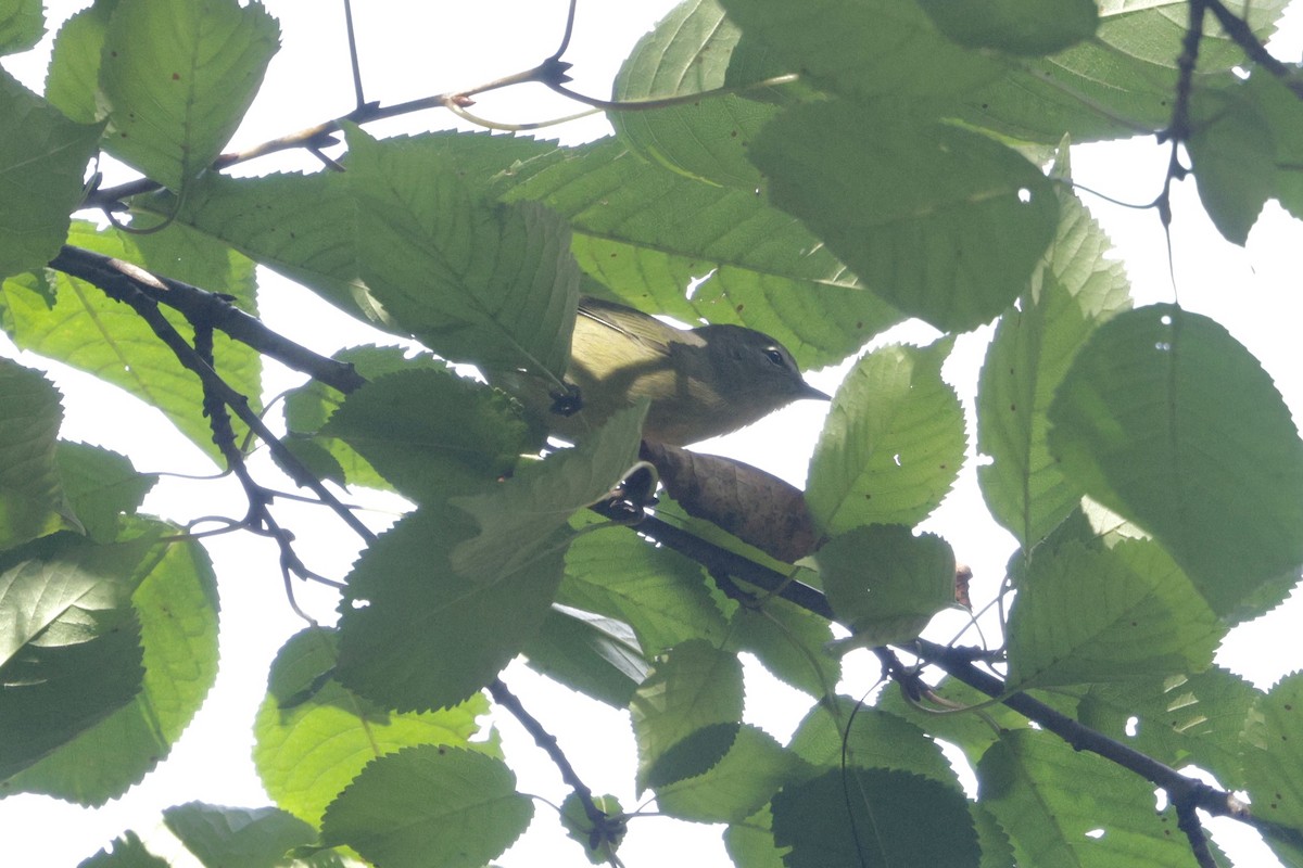 Orange-crowned Warbler - ML643118404