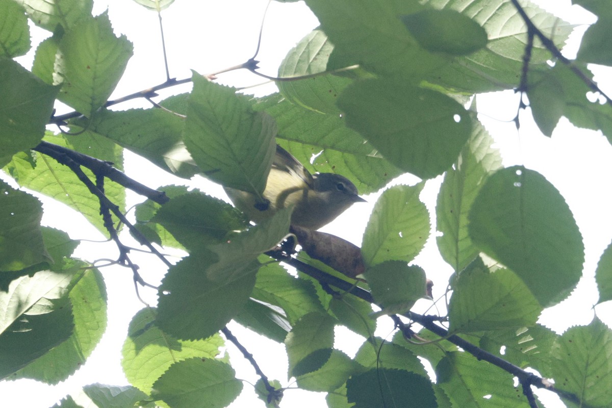 Orange-crowned Warbler - ML643118405