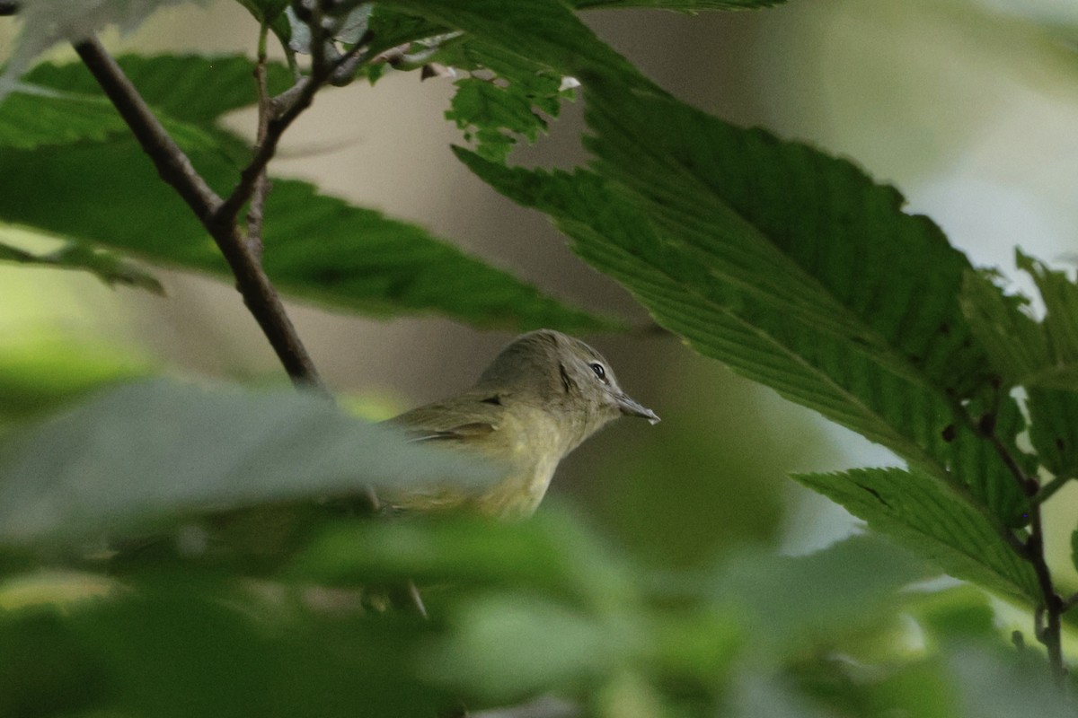 Orange-crowned Warbler - ML643118406