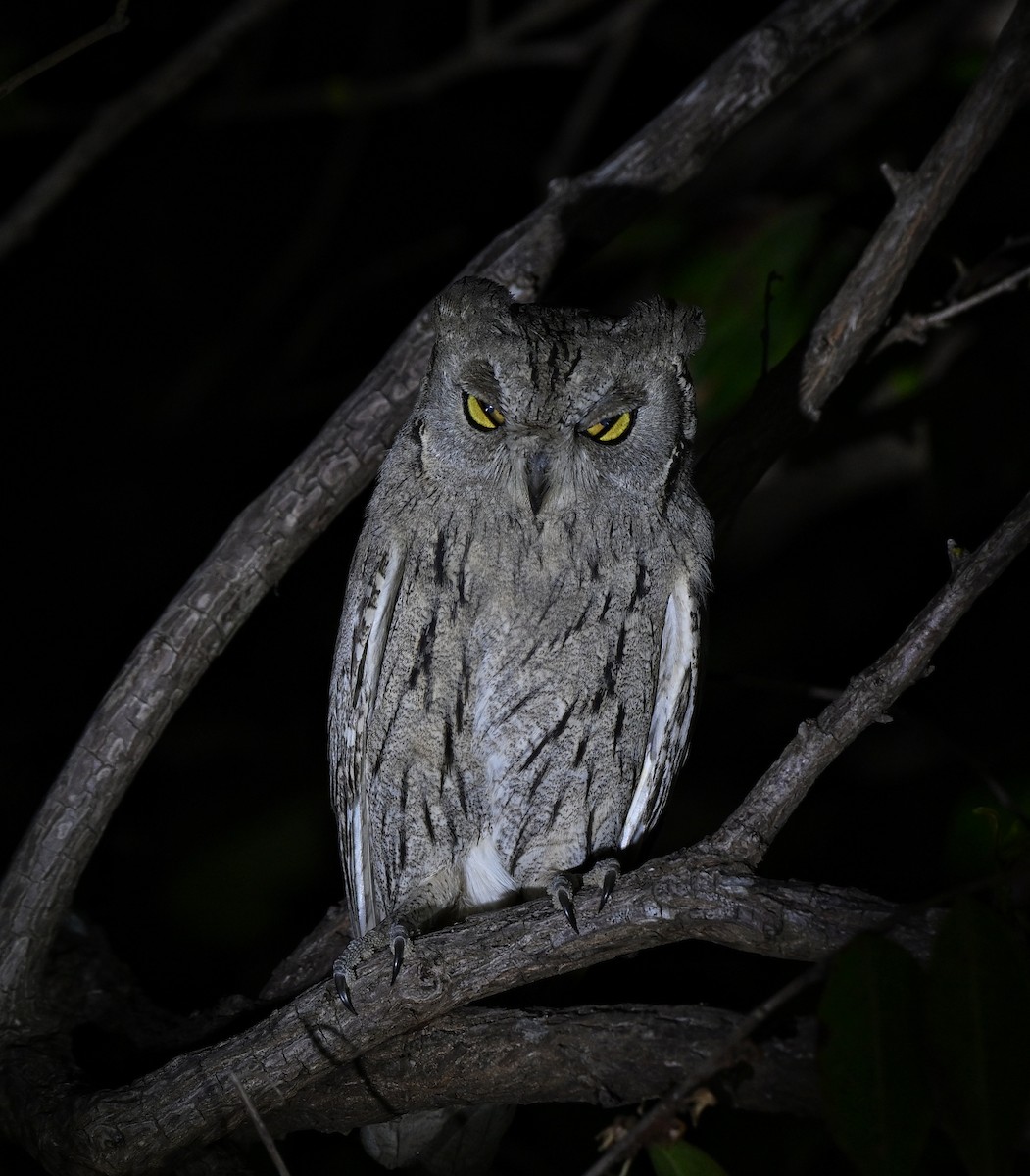 Pallid Scops-Owl - ML643118418