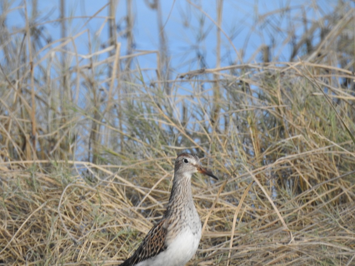 Pectoral Sandpiper - ML643118419