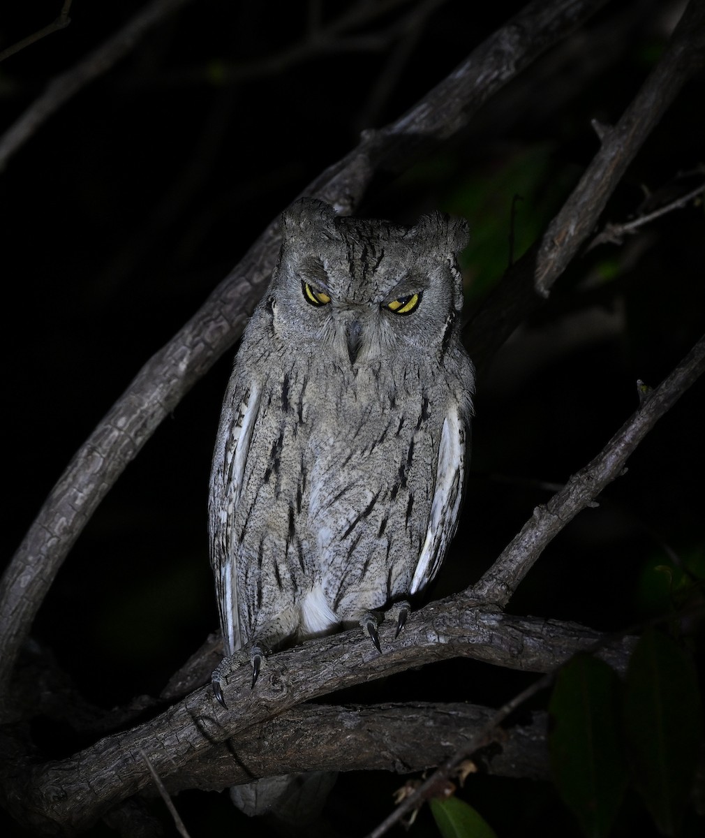 Pallid Scops-Owl - ML643118421