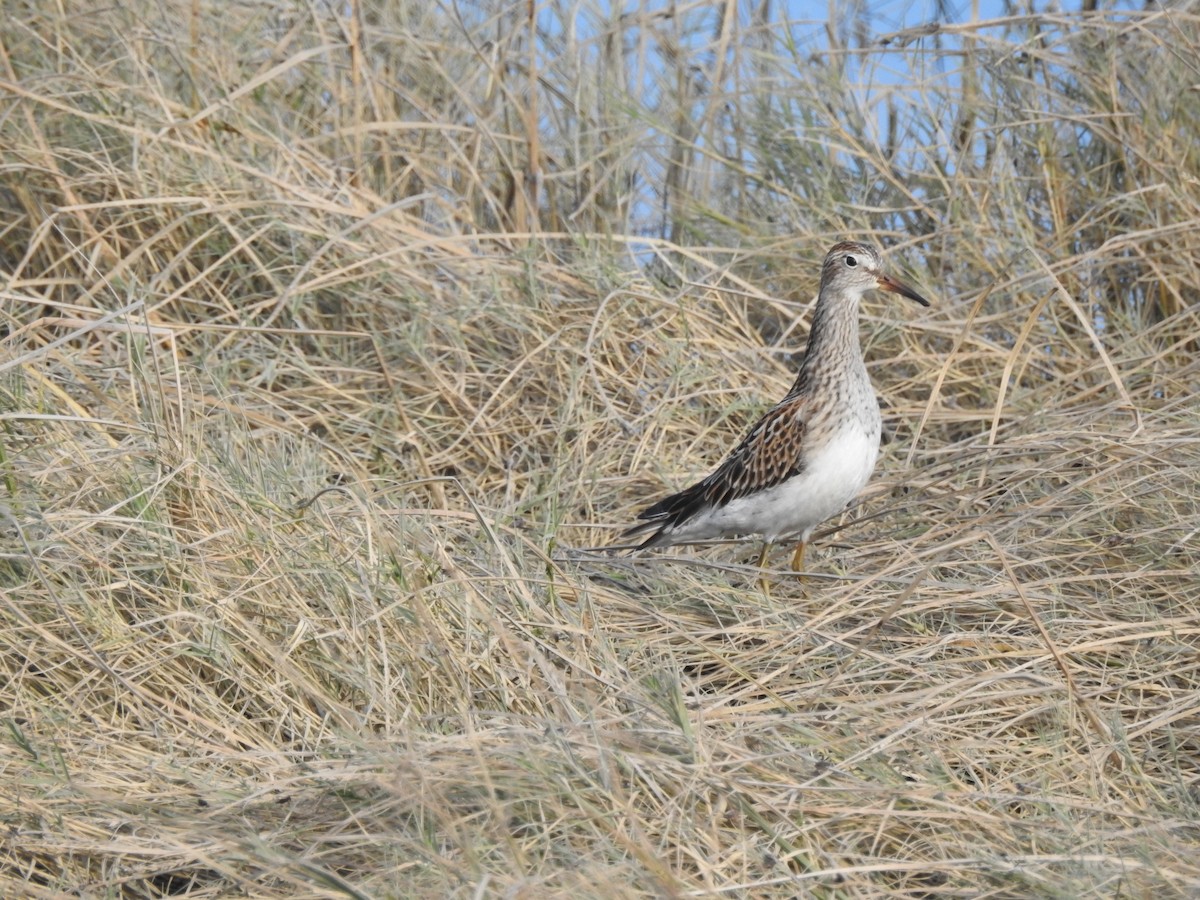 Pectoral Sandpiper - ML643118428