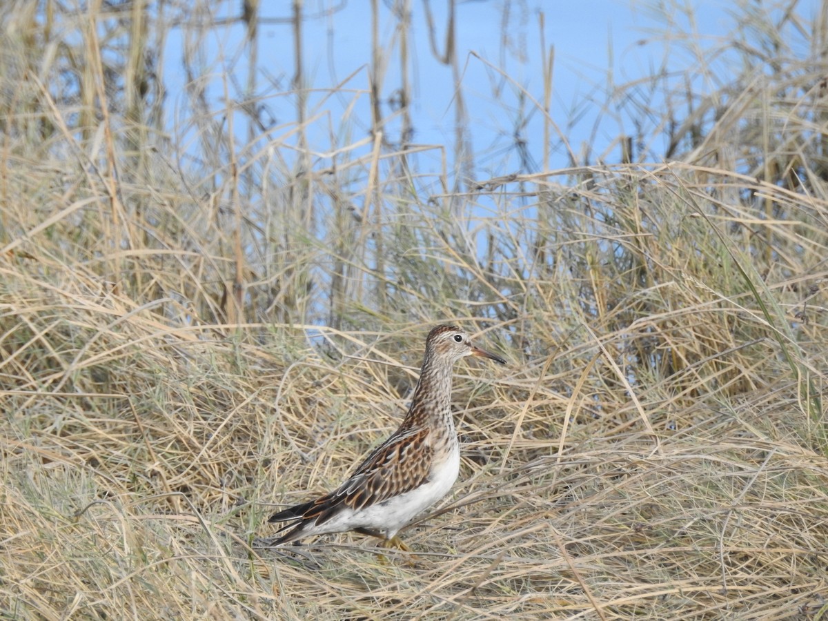 Pectoral Sandpiper - ML643118436