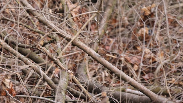 Winter Wren - ML643118437