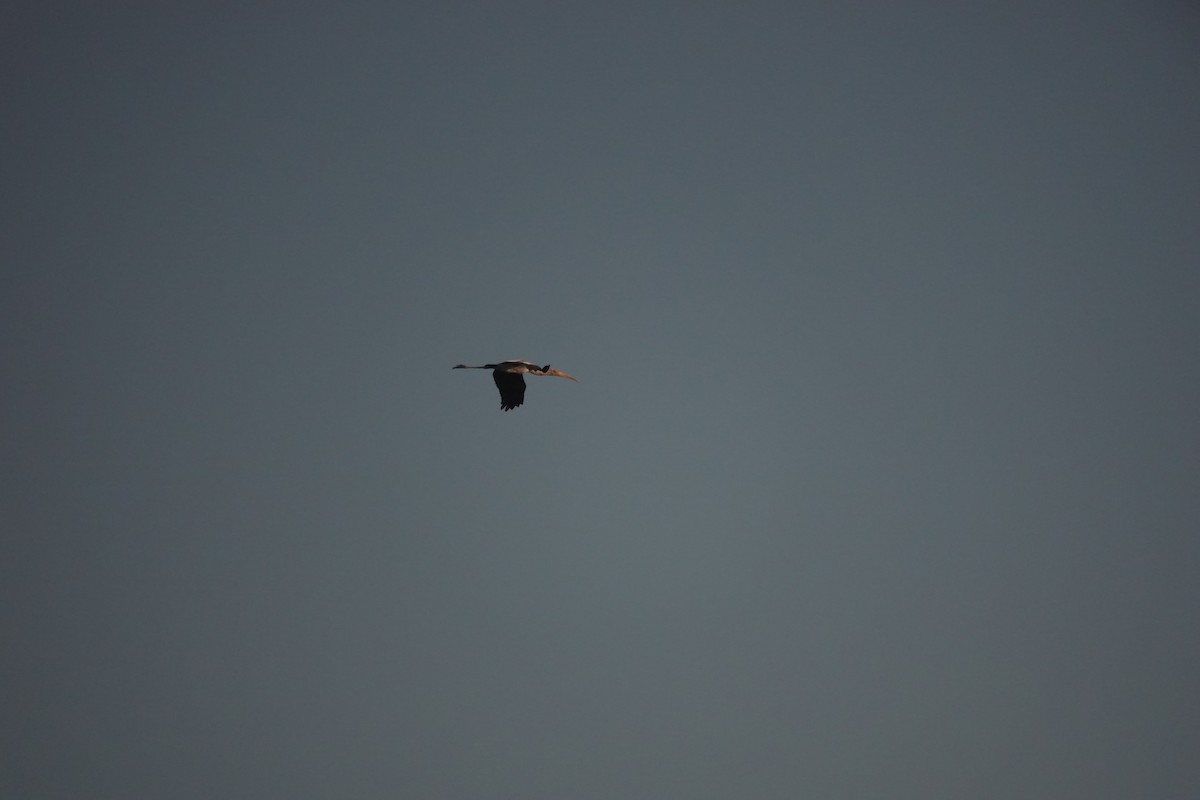 Painted Stork - ML643118452