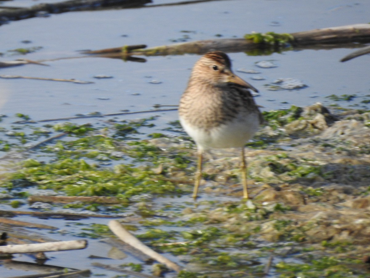 Pectoral Sandpiper - ML643118453