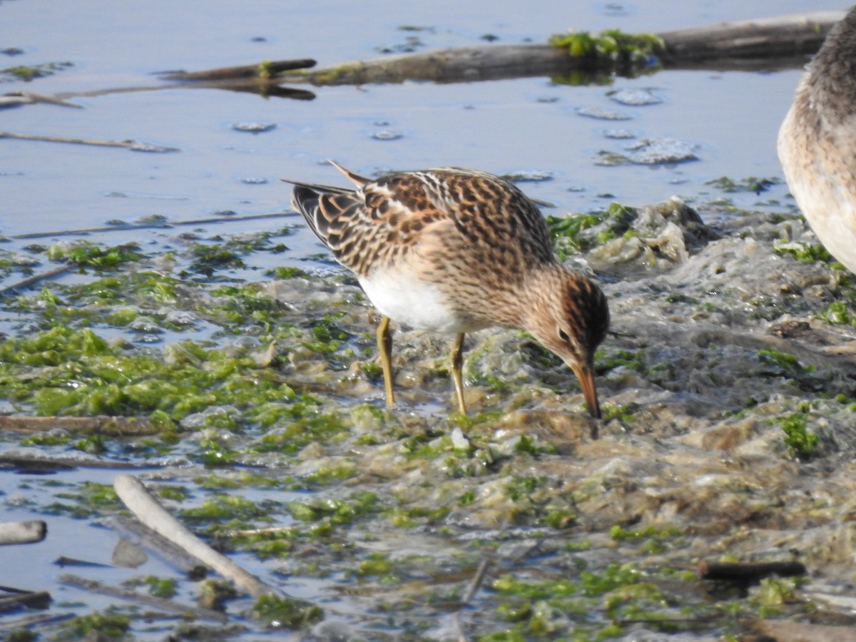 Pectoral Sandpiper - ML643118462