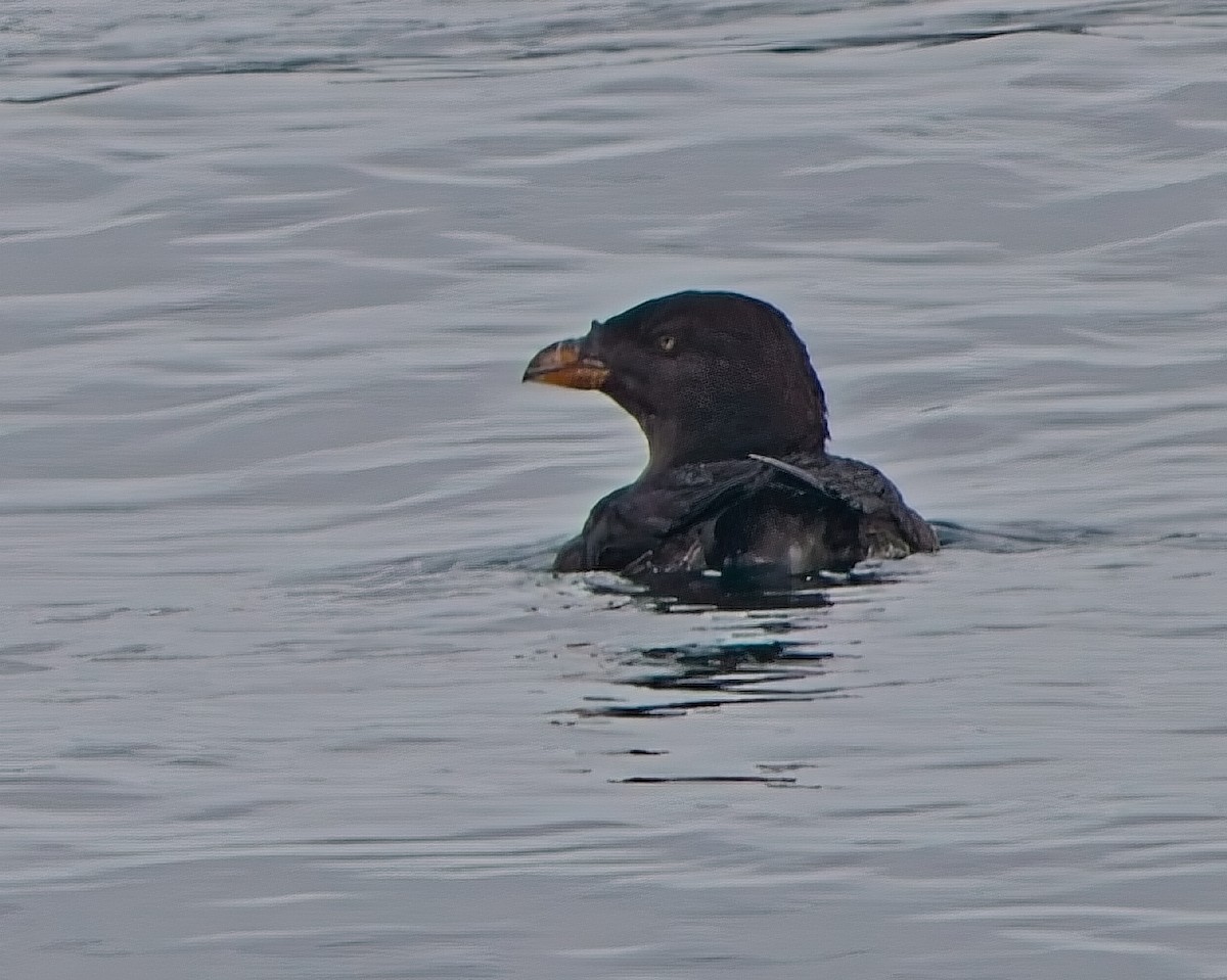 Rhinoceros Auklet - ML643118470