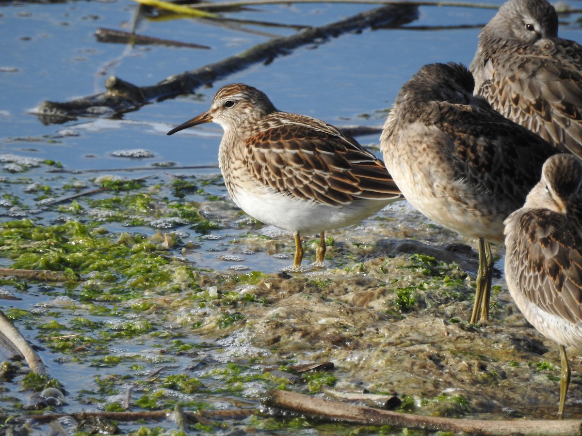 Pectoral Sandpiper - ML643118473