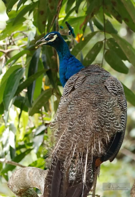 Indian Peafowl - ML643118481