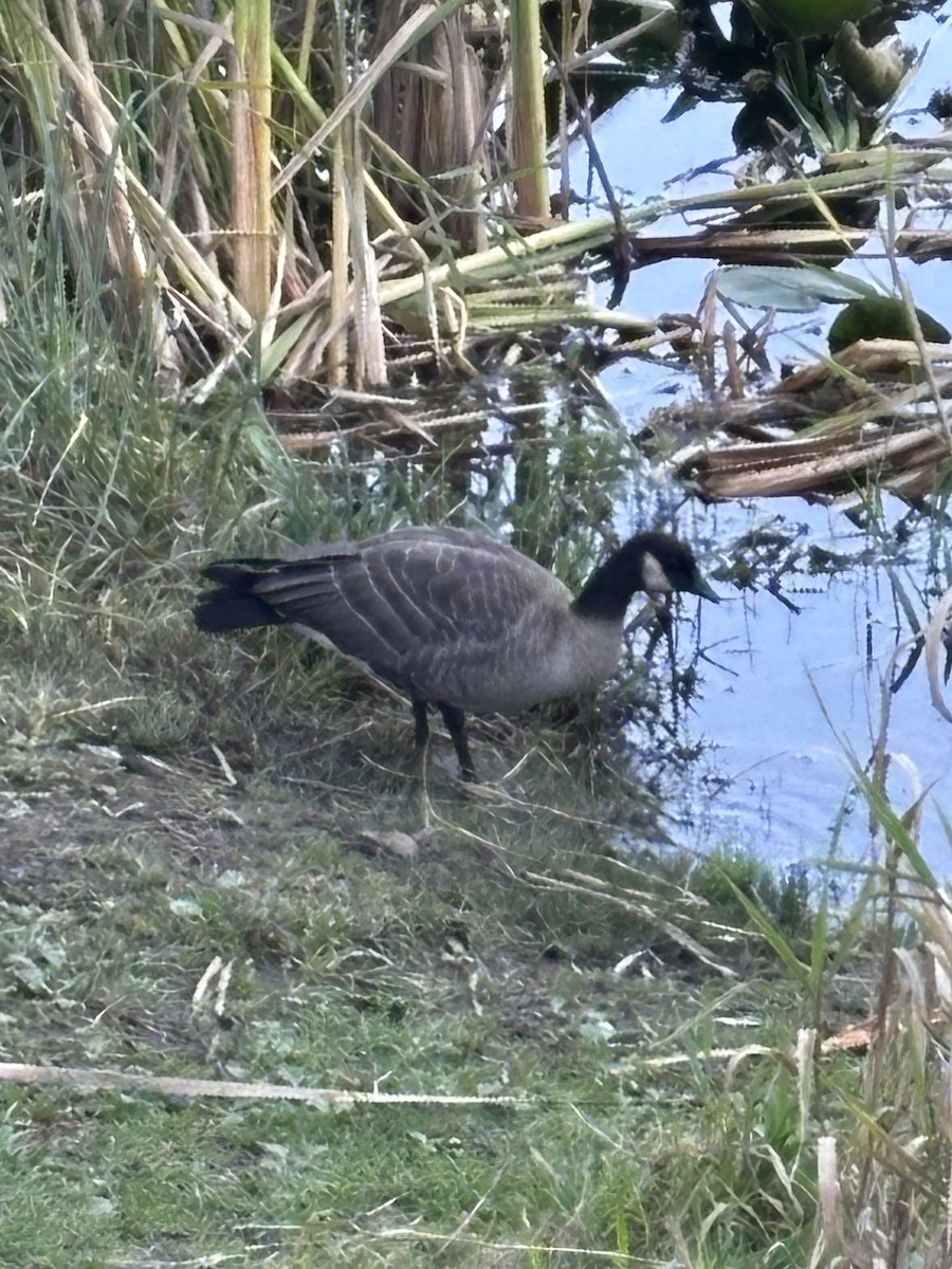 Cackling Goose (minima) - ML643118483