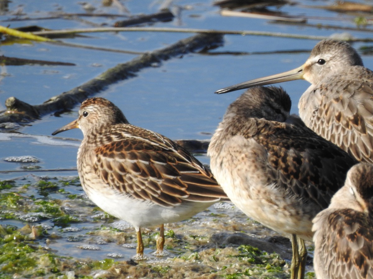 Pectoral Sandpiper - ML643118484