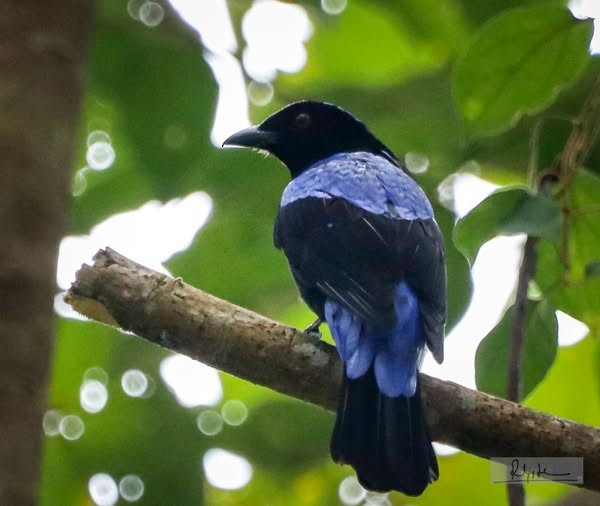 Asian Fairy-bluebird - ML643118489
