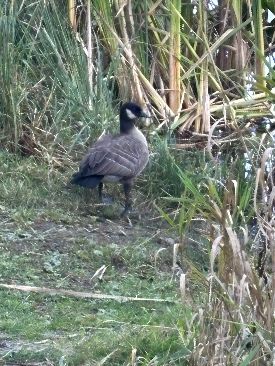 Cackling Goose (minima) - ML643118500