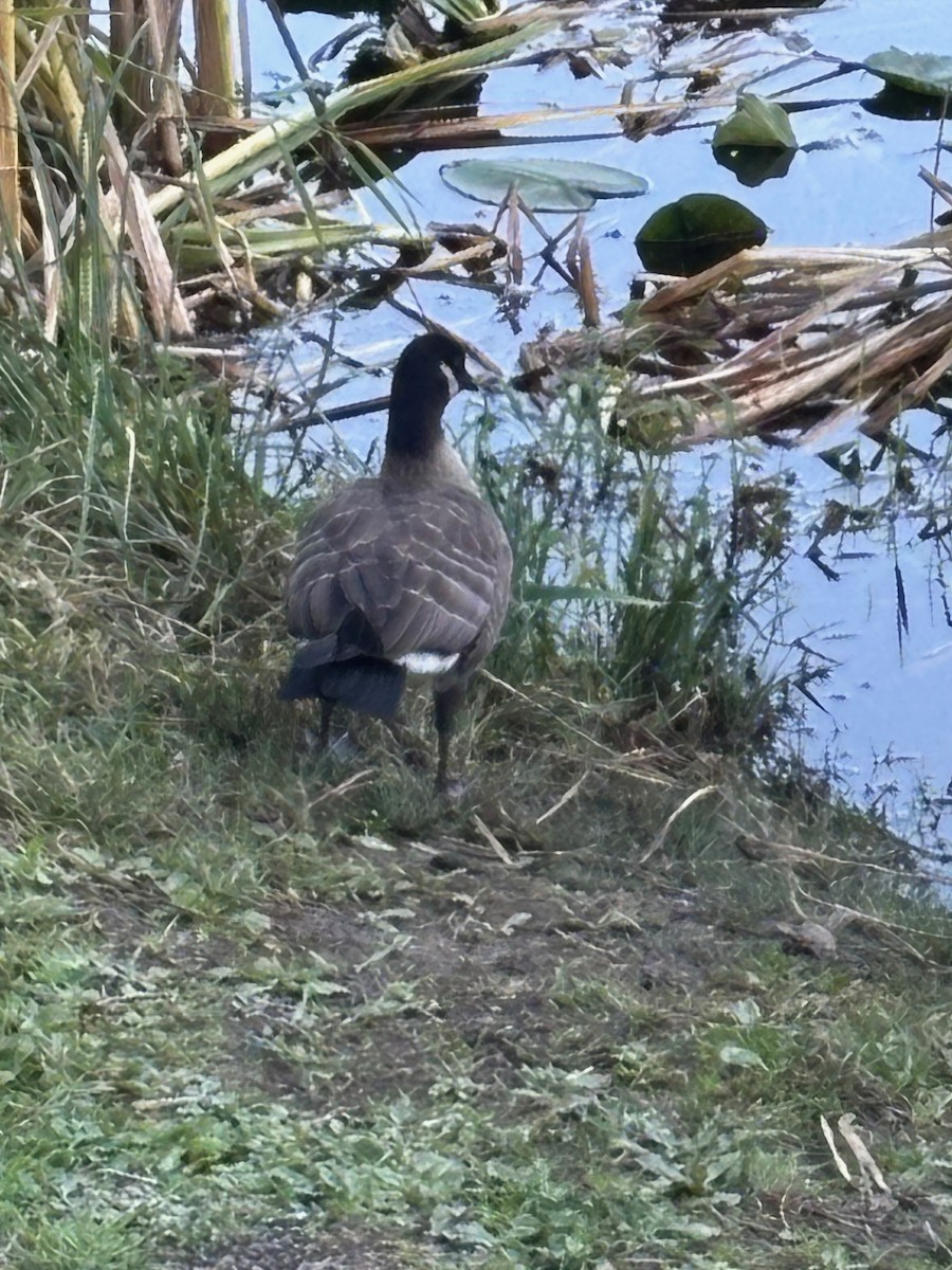 Cackling Goose (minima) - ML643118501