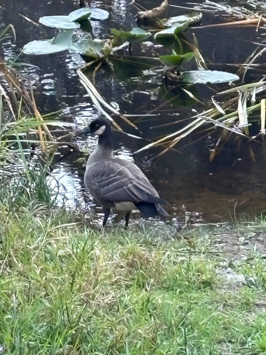 Cackling Goose (minima) - ML643118502