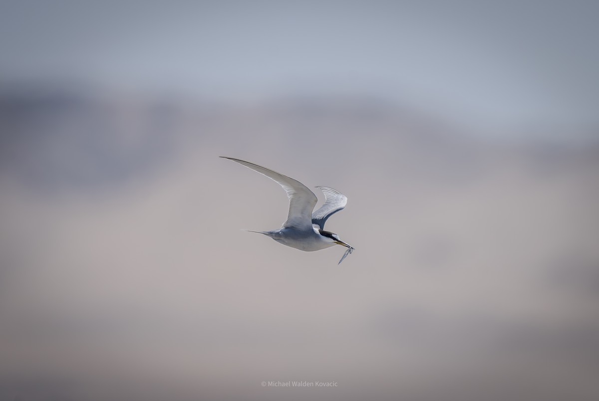 Peruvian Tern - ML643118509