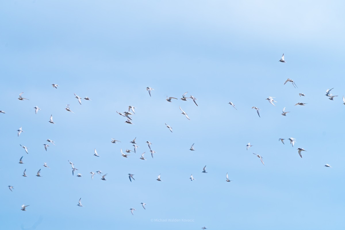 Peruvian Tern - ML643118510