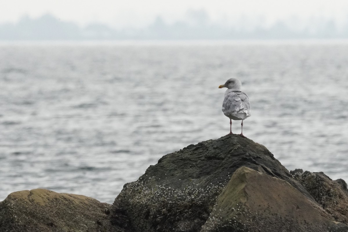 Glaucous-winged Gull - ML643118527