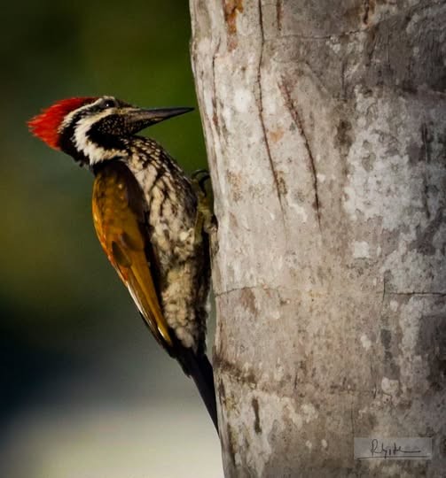 Black-rumped Flameback - ML643118534