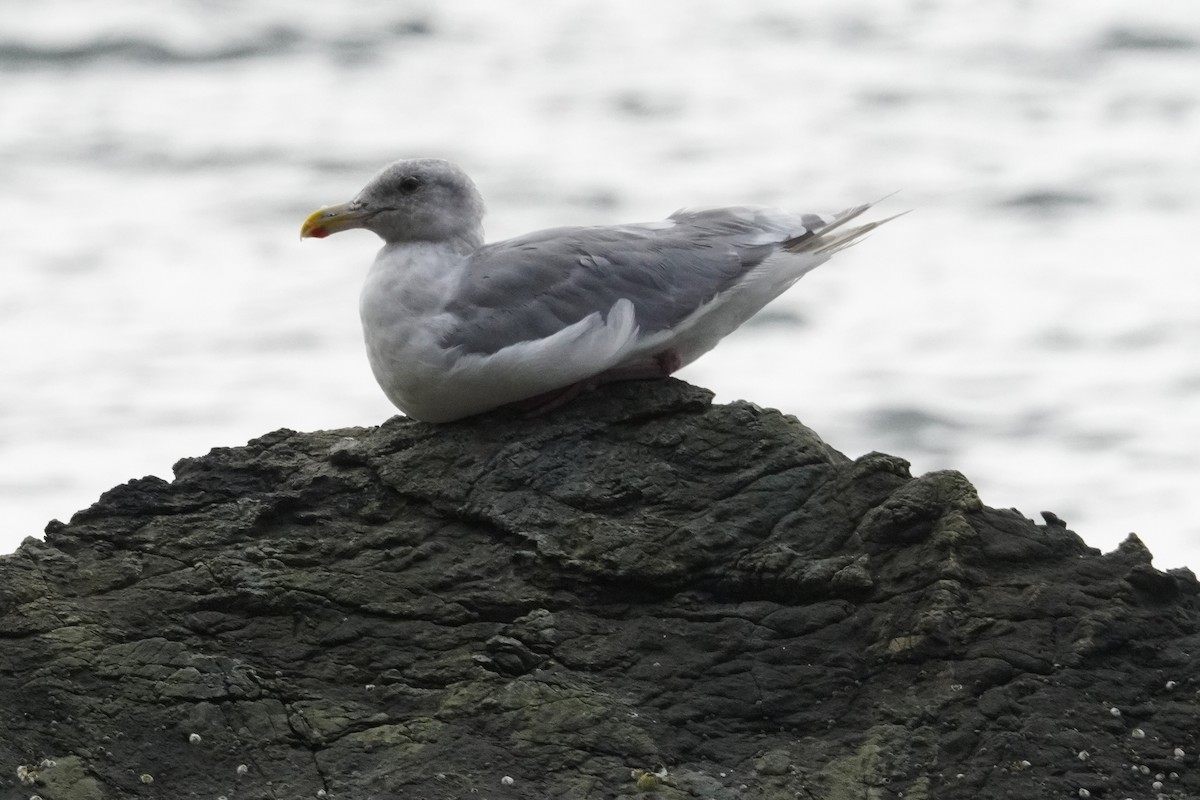 Glaucous-winged Gull - ML643118549