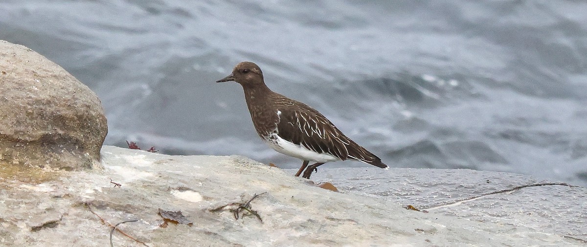Black Turnstone - ML643118580