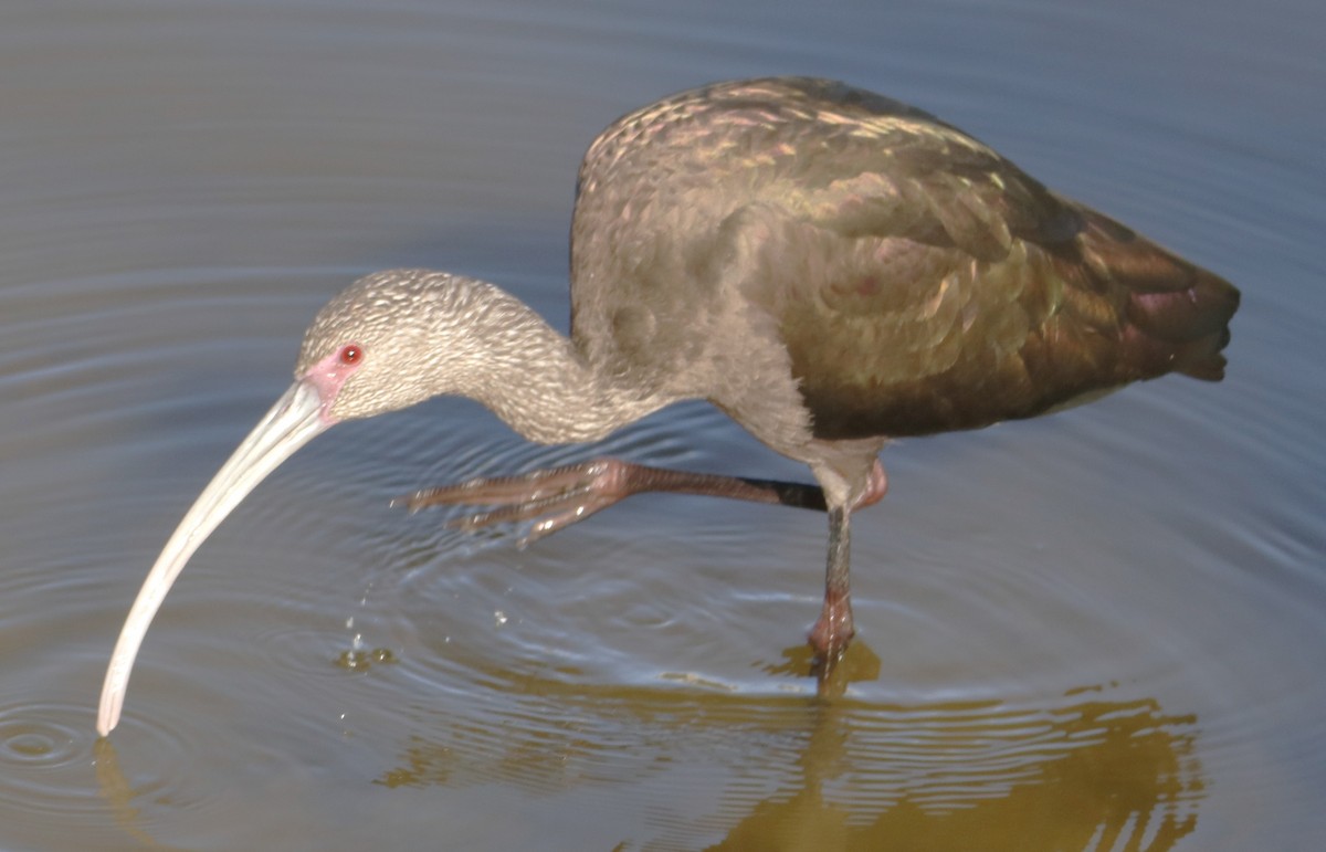 ibis americký - ML643118622
