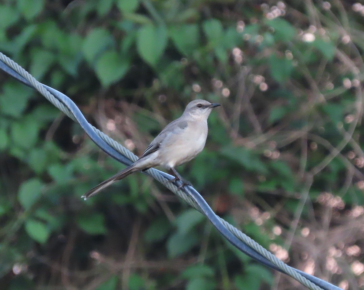 Tropical Mockingbird - ML643118628