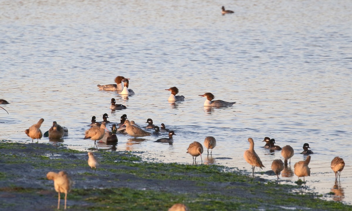 Common Merganser - ML643118653