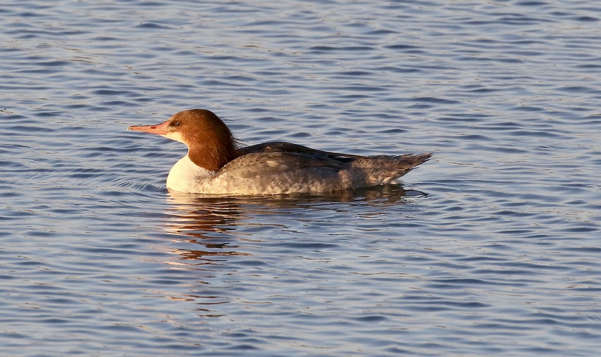 Common Merganser - ML643118679