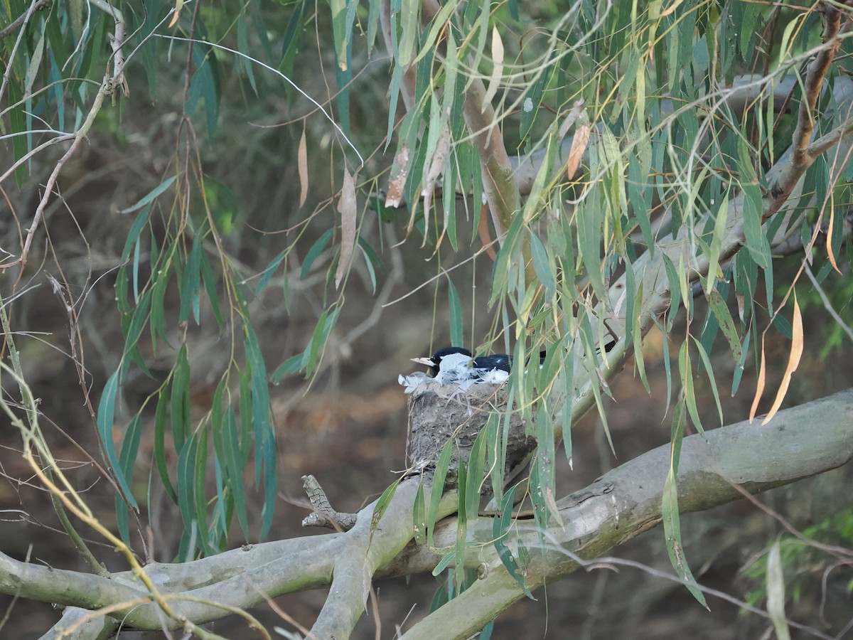 Magpie-lark - ML643118689
