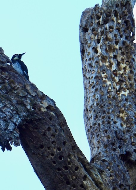 Acorn Woodpecker - ML643118694