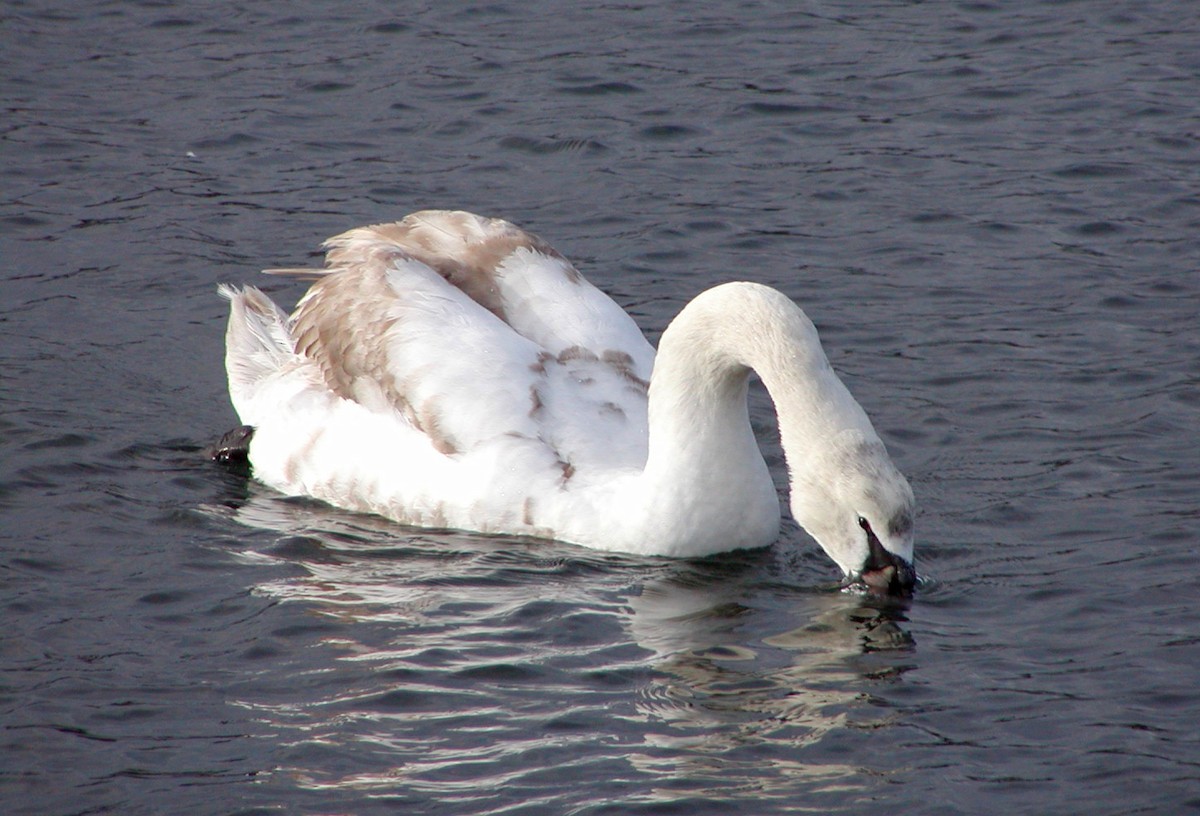 Хуруут хун - ML643118714