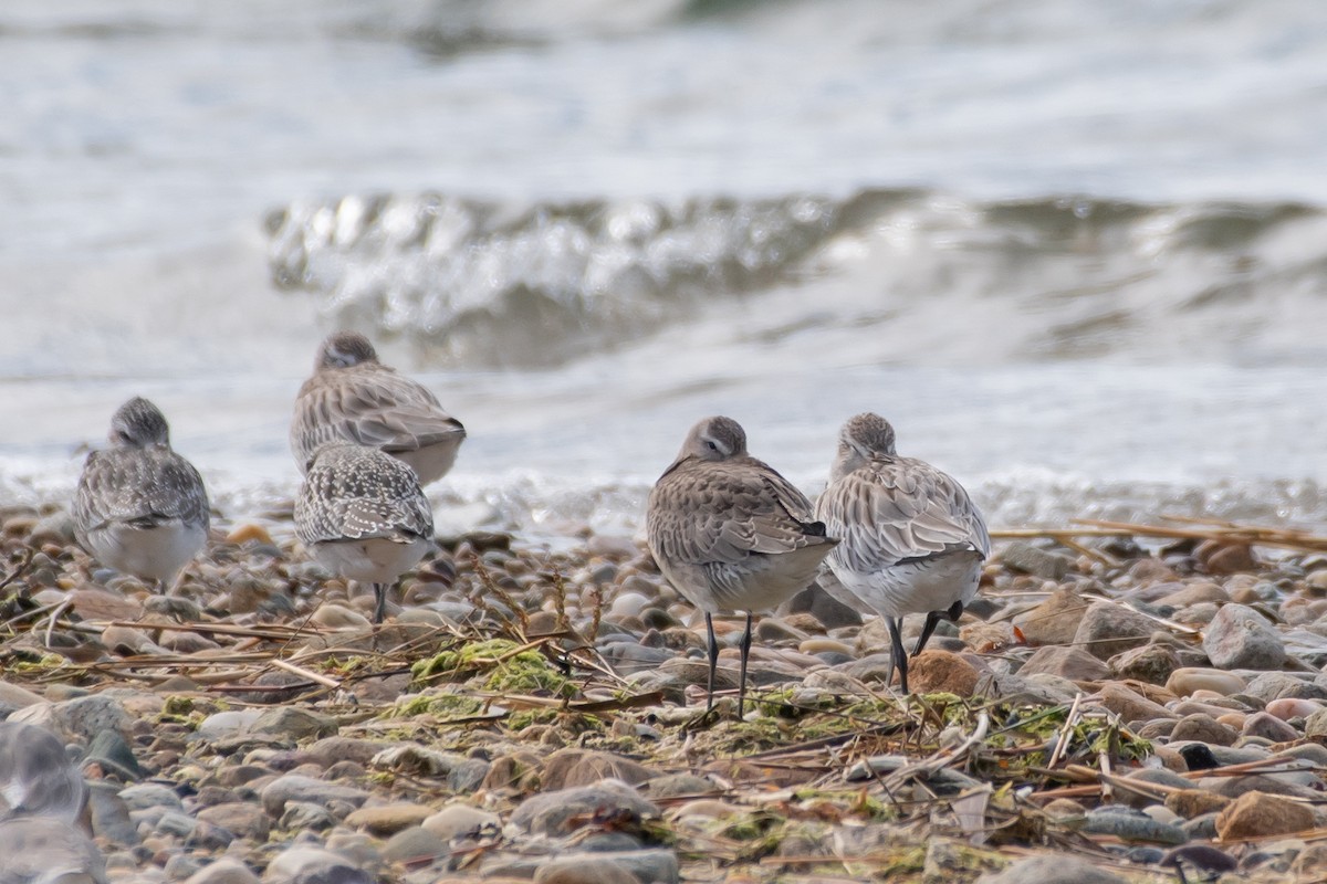 Hudsonian Godwit - ML643118737