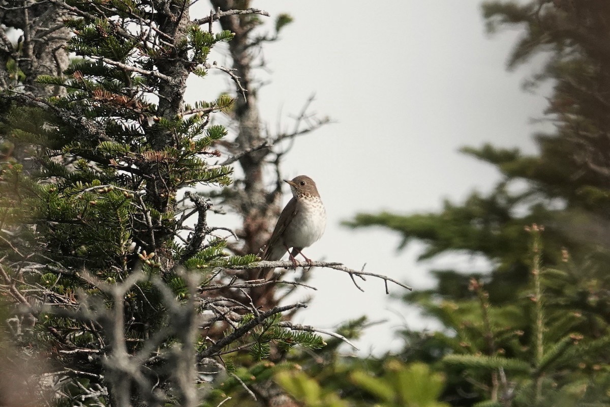 Zorzalito de Bicknell - ML643118745