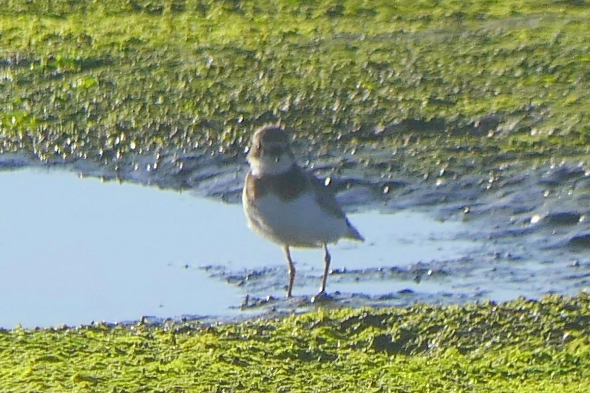 Common Ringed Plover - ML643118749