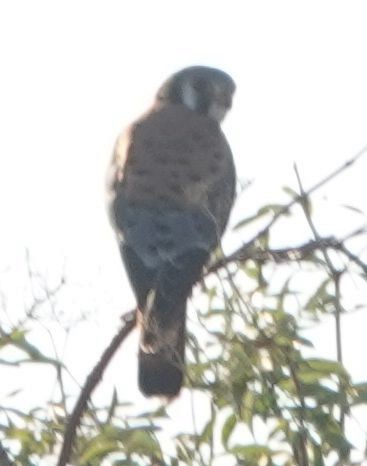 American Kestrel - ML643118757
